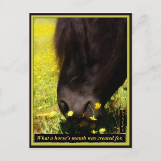 Carte Postale Ce pour quoi la bouche d'un cheval a été créée