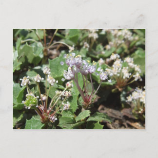 Carte Postale Ceanothus prostratus