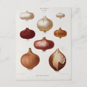 Carte Postale Cebollas - Postal