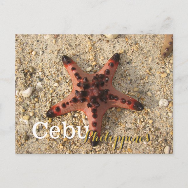 Carte Postale Cebu Philippines Tiger Starfish (Devant)