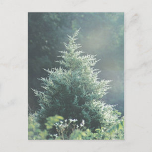 Carte postale Cèdre Arbre