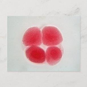 Carte Postale Cellule d'oeuf fertilisée au microscope