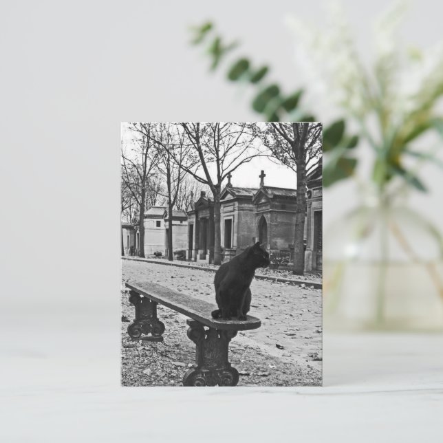 Carte postale Cemetery Cat Photographie Vintage (Debout devant)