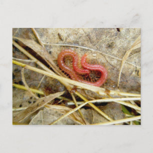 Carte Postale Centipede rouge Geophilomorpha (strigamie)