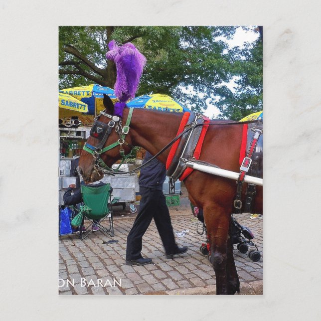 Carte Postale Central Park Horse (Devant)