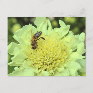 Carte Postale Cephalaria Gigantea avec une abeille