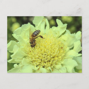 Carte Postale Cephalaria Gigantea avec une abeille