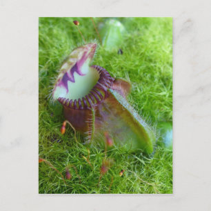 Carte Postale Cephalotus