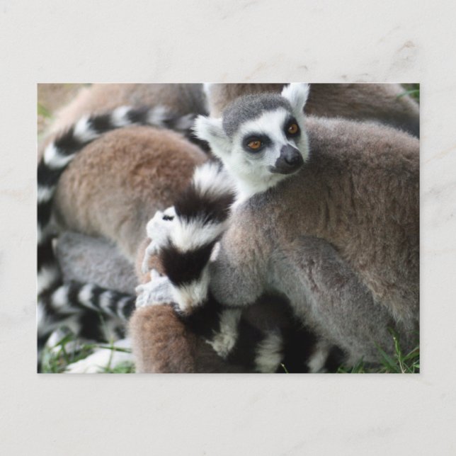 Carte postale Cerclage Lemurs (Devant)