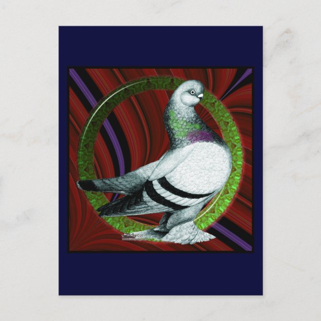 Carte Postale Cercle Berliner Pigeon (Devant)