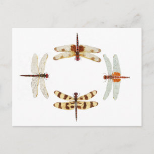 Carte Postale Cercle des libellules