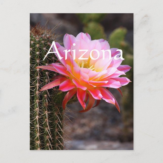Carte Postale Cereus en fleur de cactus rose, Arizona (Devant)