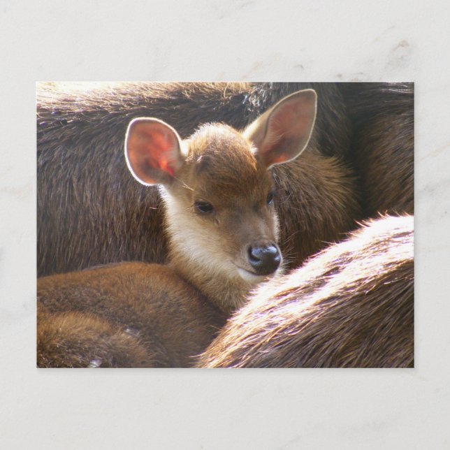 Carte Postale cerf (Devant)