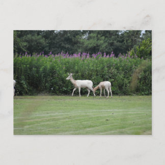 Carte Postale Cerf