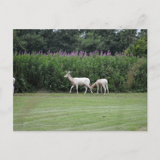 Carte Postale Cerf  (Devant)
