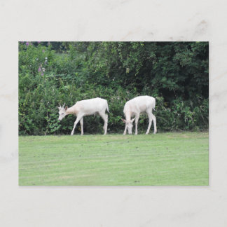 Carte Postale Cerf