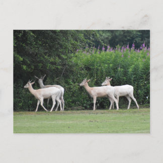 Carte Postale Cerf