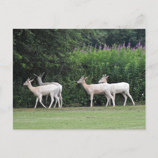 Carte Postale Cerf  (Devant)