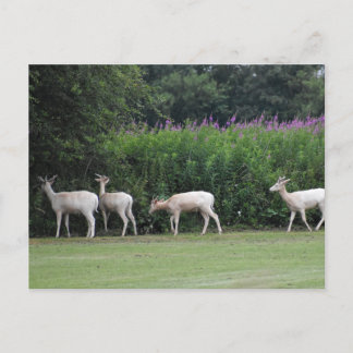 Carte Postale Cerf