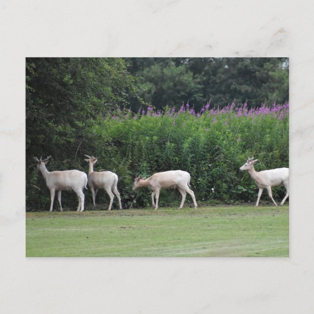 Carte Postale Cerf  (Devant)
