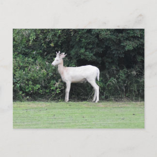 Carte Postale Cerf