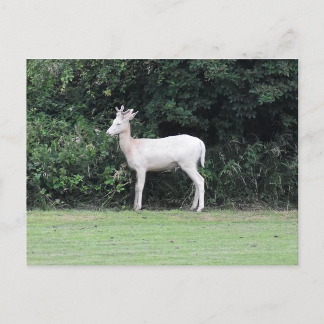 Carte Postale Cerf (Devant)