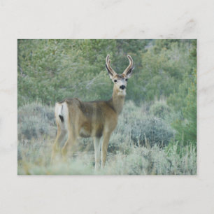 Carte Postale Cerf