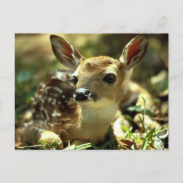 Carte Postale Cerf