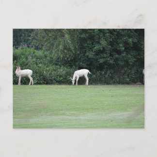 Carte Postale Cerf