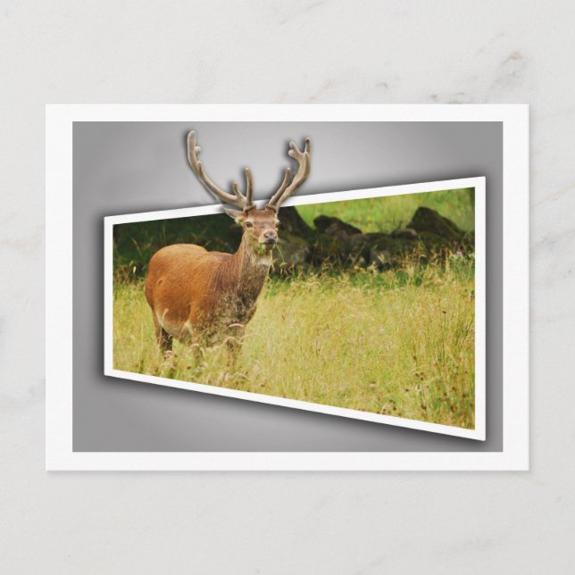 Carte Postale Cerf (Devant)
