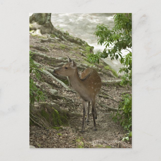 Carte Postale Cerf (Devant)