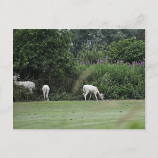 Carte Postale Cerf