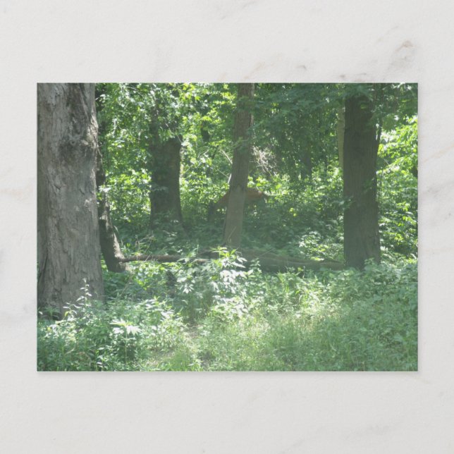 Carte Postale Cerf (Devant)