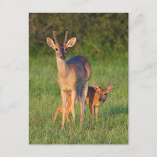 Carte Postale Cerf à queue blanche Habitat herbeux