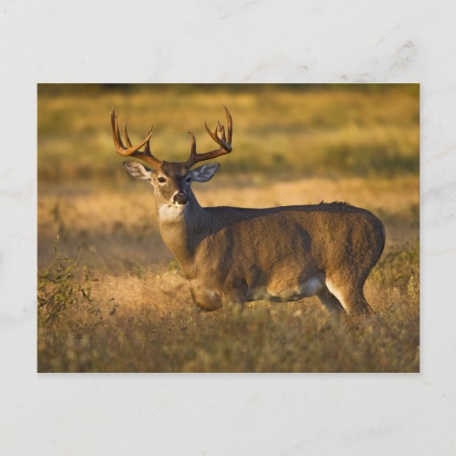 Carte Postale Cerf à queue blanche (Odocoileus virginianus) adul (Devant)