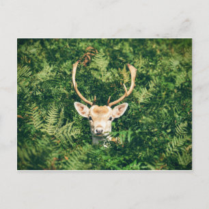 Carte Postale Cerf à queue blanche qui sort des buissons