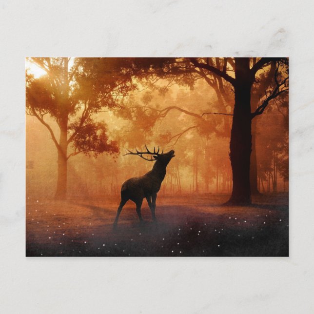 Carte Postale Cerf au coucher du soleil (Devant)