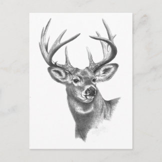 Carte Postale cerf blanc 84