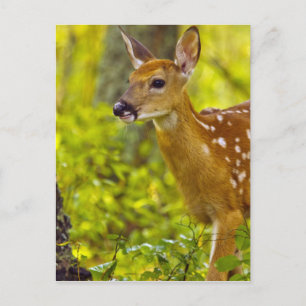 Carte Postale Cerf blanc fauché à Whitefish, Montana, USA