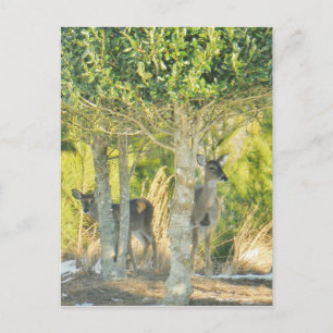 Carte Postale Cerf dans la neige