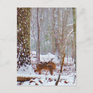 Carte Postale Cerf dans la neige, se léchant la jambe