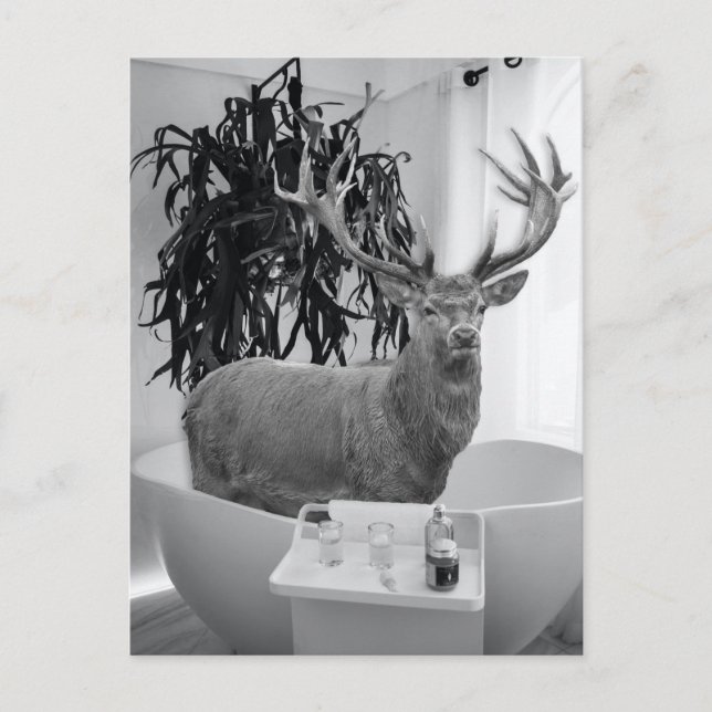 Carte Postale Cerf dans la salle de bain noir blanc (Devant)