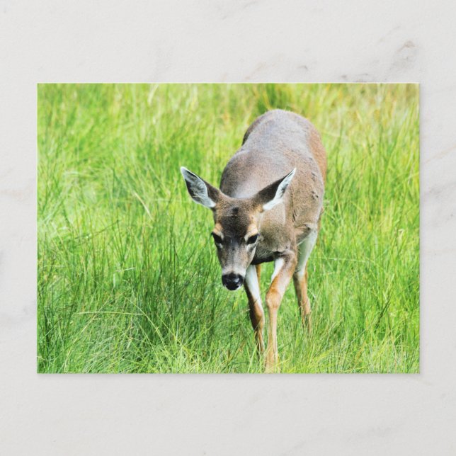 Carte Postale Cerf dans un champ ouvert (Devant)