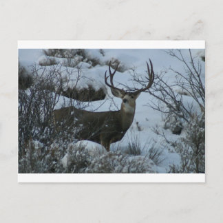 Carte Postale Cerf de 4X4 Mule