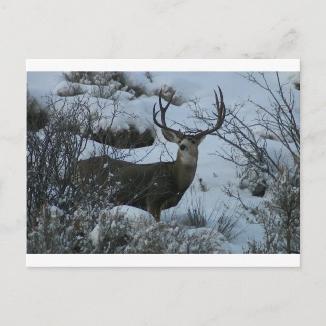 Carte Postale Cerf de 4X4 Mule (Devant)