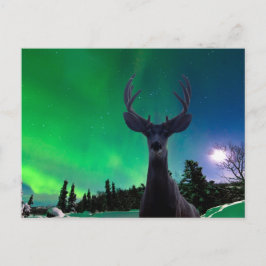 Carte Postale Cerf de Mule et Aurora borealis