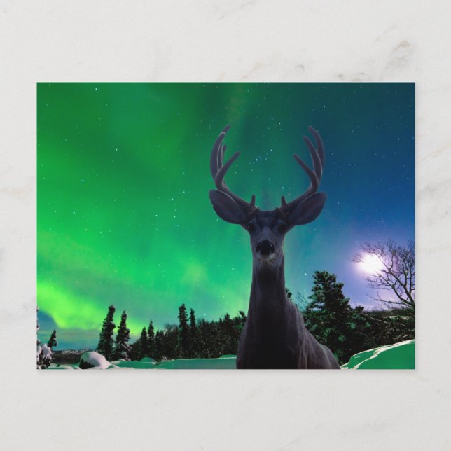 Carte Postale Cerf de Mule et Aurora borealis (Devant)