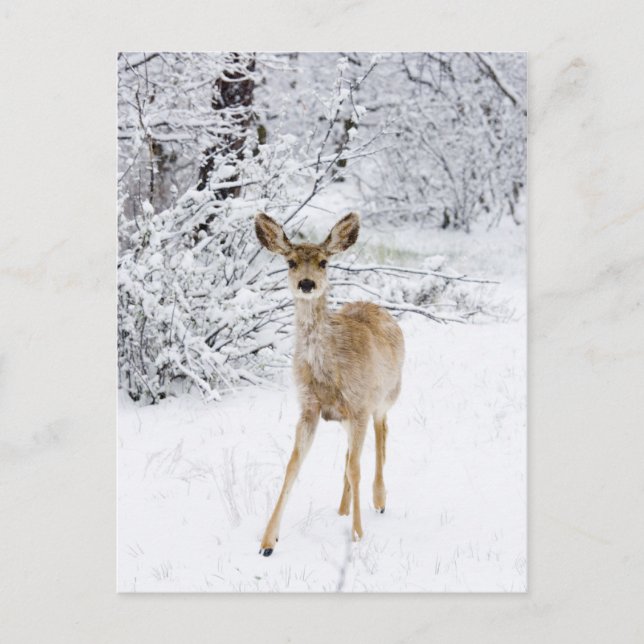 Carte Postale Cerf de neige (Devant)