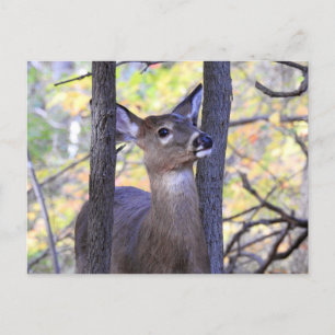 Carte Postale Cerf de près