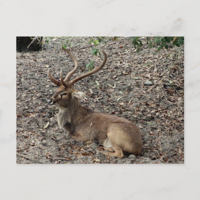 Carte postale Cerf d'Eld (Devant)
